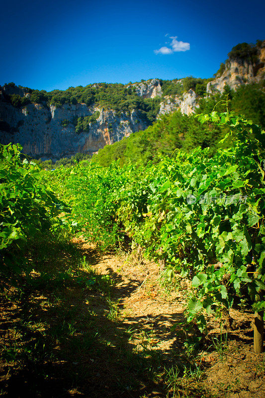 Vallon Pont d 'arc葡萄园